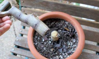 玉树烂茎怎么处理方法 玉树烂茎怎么处理方法图片