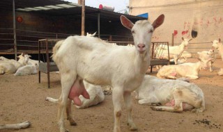 奶公牛养殖技术方法（奶公牛养殖技术方法有哪些）