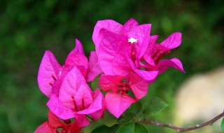 玫红三角梅养殖方法 三角梅玫瑰红 百度贴吧