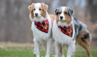 遇见狗怎么做安全 遇见狗怎么做安全提醒