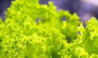 泡沫箱种生菜的方法 泡沫箱种蔬菜怎么种