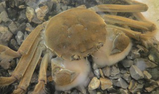 毛蟹钳子上的毛怎么处理 毛蟹蟹钳上的毛是什么