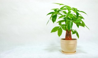 发财树泥土生虫怎么处理 发财树泥土有虫子怎么处理