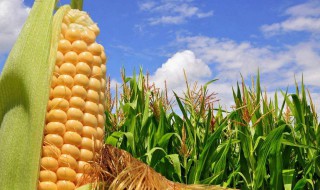 玉米秸秆储存的方法（玉米秸秆储存的方法是什么）