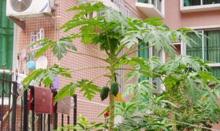 家庭种植木瓜的方法 家庭种植木瓜的方法和技巧