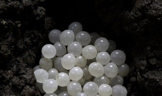 蜗牛蛋如何孵化（蜗牛蛋孵化视频教程）