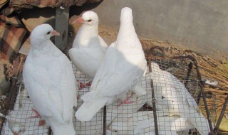让鸽子下三个蛋方法 如何让鸽子下蛋