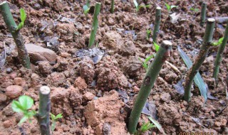 月季用柳枝生根方法（月季用柳枝生根方法视频）