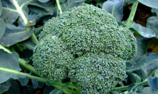 阳台西兰花种植方法（阳台西兰花种植方法图片）