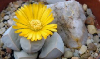 多肉魔玉的养殖方法 多肉魔玉的养殖方法和管理