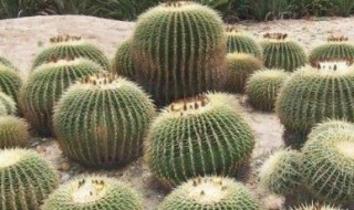 仙人球种植方法要点（仙人球种植要点技巧）