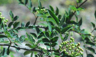 青花椒树的修剪方法（青花椒树的修剪方法图解）