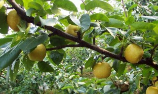 夏季梨子的保存方法