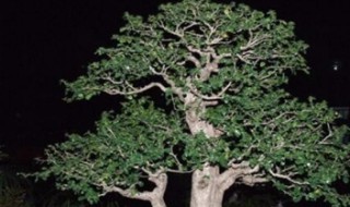 黑骨茶养护方法技巧（黑骨茶的养护及注意事项）