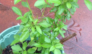 金不换盆栽种植方法 金不换的盆栽方法