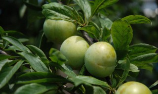 李子小树的修剪方法（李子小树的修剪方法图片）