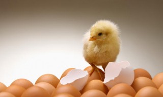 老母鸡孵出小鸡怎么处理（老母鸡孵出小鸡怎么处理视频）