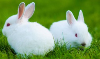 抓兔子最简单方法（抓兔子最简单方法是什么）