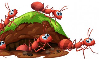 灭大蚂蚁的方法（灭大蚂蚁的方法有几种）