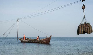 养贝壳的方法（如何养活贝壳）