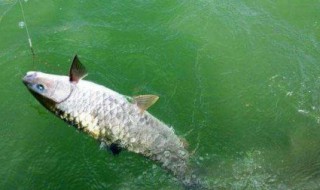 钓鱼时自己怎么做能钓到鱼（钓鱼自己怎么做饵料）