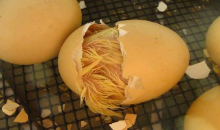 世界上是先有鸡还是先有蛋（世界上是先有鸡还是先有蛋正确答案）