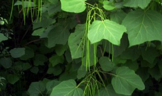 金钱桐树的养殖方法（金钱兜怎么养才茂盛）