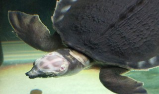 猪鼻龟最好养殖方法 猪鼻龟最好养殖方法是什么