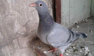 鸽子总打架怎么处理 鸽子打架怎么处理最好