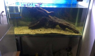 鱼缸死鱼怎么处理缸（鱼缸死鱼影响风水吗）