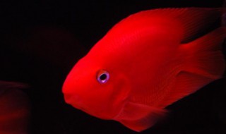 鹦鹉鱼掉麟怎么处理（鹦鹉鱼掉鳞片是怎么办）