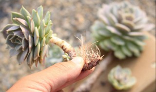 多肉生气根怎么处理（多肉生气生根该怎么办）