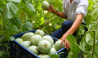 甜瓜小苗期施肥方法（甜瓜小苗期施肥方法视频）