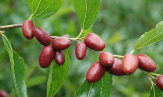 让枣快速变红的方法（让枣快速变红的方法是什么）