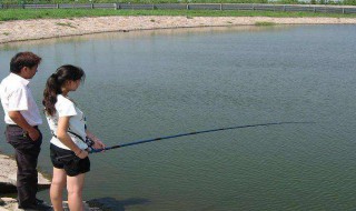 鱼塘水质发绿怎么处理（鱼塘水质发绿怎么处理好）