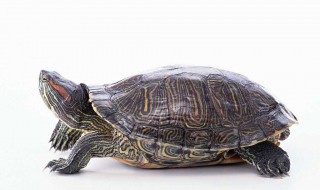 乌龟长绿水怎么处理（乌龟长了绿色的东西需要几天换一次水）