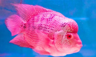 罗汉鱼最佳喂食方法（罗汉鱼的喂食方法）