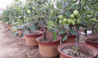 苹果树盆景修剪方法（苹果树盆景修剪方法图解）