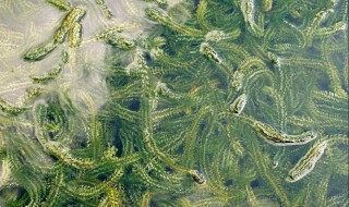 虾塘水有甲藻怎么处理（池塘有甲藻怎样处理）