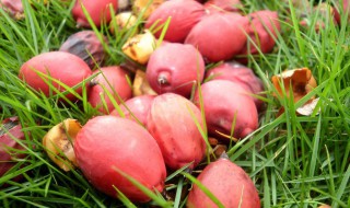 没有熟的椰枣怎么处理（没熟的椰子）