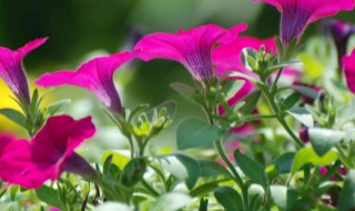 矮牵牛花长虫子怎么处理（矮牵牛花叶子上白白的是虫子吗）