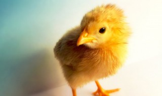 小鸡的肥料怎么做（小鸡的肥料怎么做才好吃）