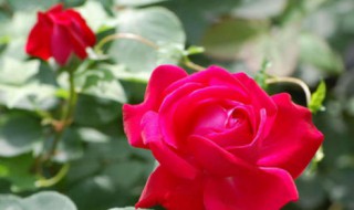 玫瑰花摘下来怎么处理（玫瑰花摘下来还能活吗）