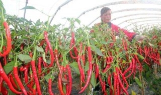 辣椒苗茎长弯了怎么处理（辣椒苗茎长弯了怎么处理好）