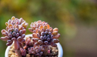 玉露开花干枯后怎么处理（玉露开花干枯后怎么处理视频）