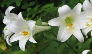 刚收到的百合花怎么处理（刚收到的百合花怎么打理）