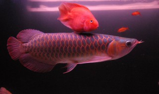 龙鱼老是撞缸怎么处理（龙鱼老是撞缸怎么处理好）