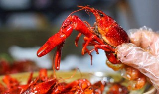 小龙虾的虾鳃怎么处理掉（小龙虾的鳃要剪掉吗）