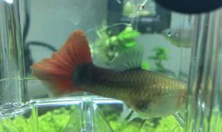 孔雀鱼身上长刺怎么处理（孔雀鱼身上长毛了怎么办）