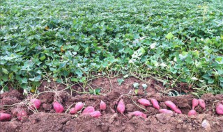 大面积红薯种植方法 大面积红薯种植方法视频